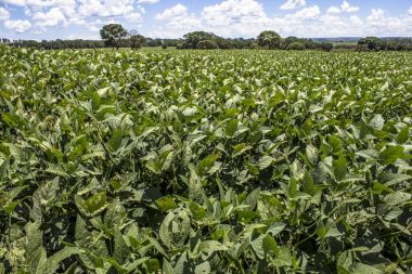 Yeşil soya alan Brezilya