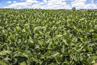 Yeşil soya alan Brezilya