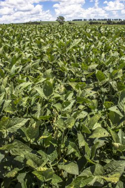 Yeşil soya alan Brezilya