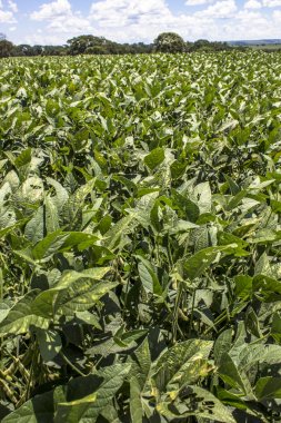 Yeşil soya alan Brezilya