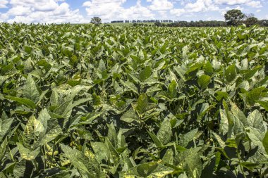 Yeşil soya alan Brezilya