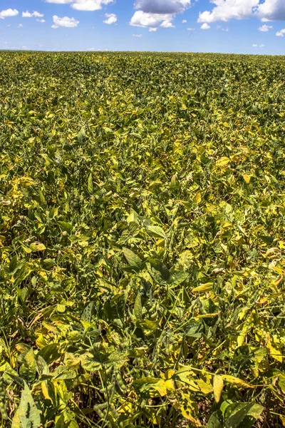 Green Soy field in Brazil