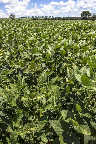 Yeşil soya alan Brezilya