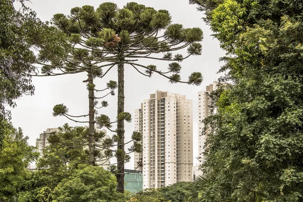Drzewa Araucaria Budynek Mieście Curitiba Stanu Parana — Zdjęcie stockowe