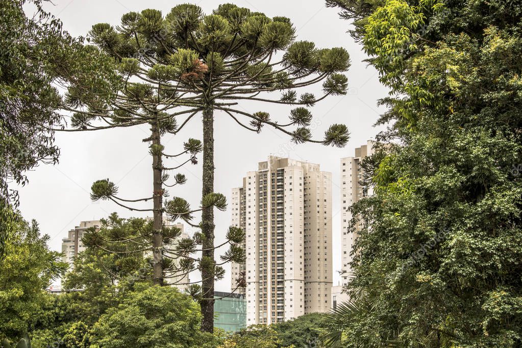 Araucaria tree and building in Curitiba city, Parana State