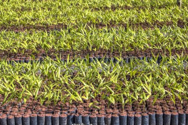 Sera Miracatu palmiye ağaçları ile