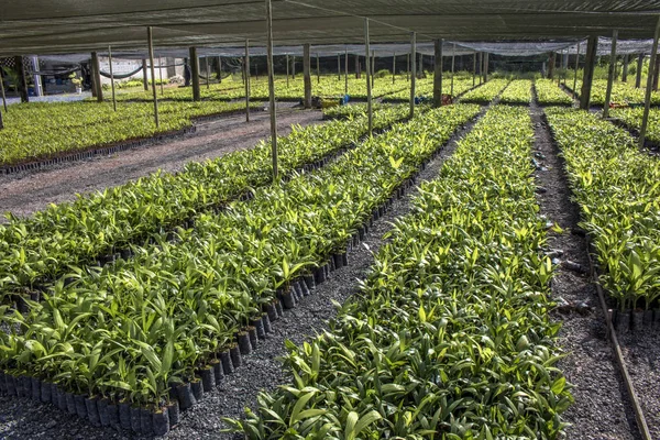 Serre Avec Palmiers Miracatu — Photo