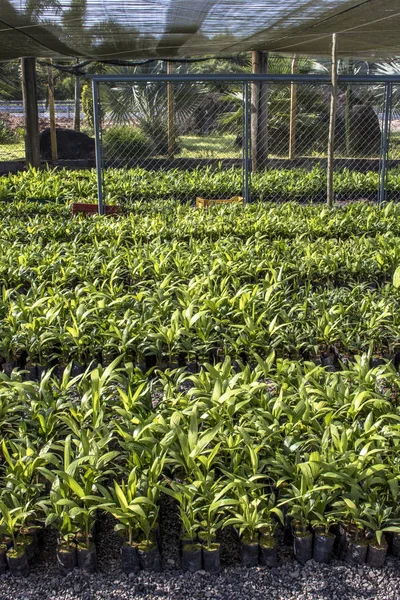 Invernadero Con Palmeras Miracatu — Foto de Stock