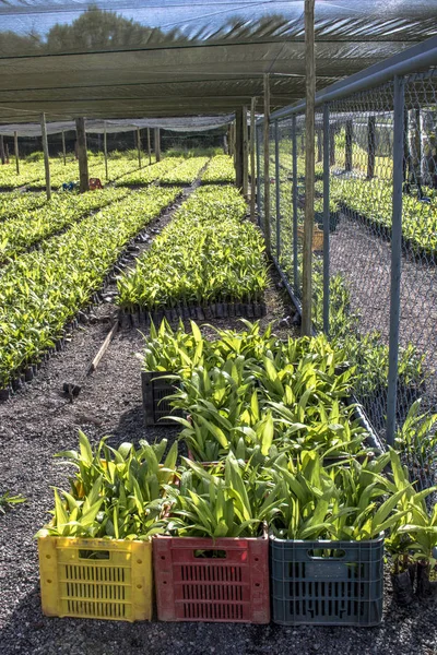 Serre Avec Palmiers Miracatu — Photo