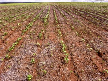Brezilya fasulye alanında Merkezi pivot sulama sistemi tarafından sulanır