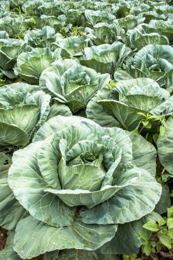 Lahana alan Brezilya