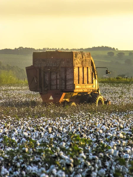 Machanized cotton harvesting in Brazil