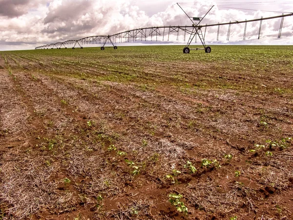 Ein Bohnenfeld Brasilien Wird Durch Ein Zentrales Bewässerungssystem Bewässert — Stockfoto