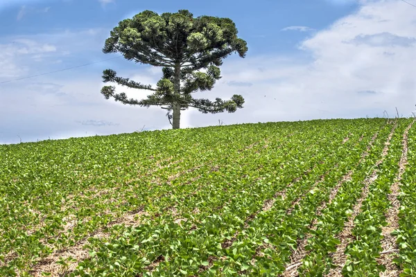 Araucaria tree and Soy fiel on farm in Santa Catarina State, South of Brazil