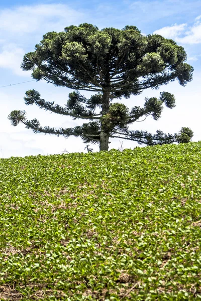 Drzewa Araucaria Soi Fiel Gospodarstwie Stanie Santa Catarina Południu Brazylii — Zdjęcie stockowe