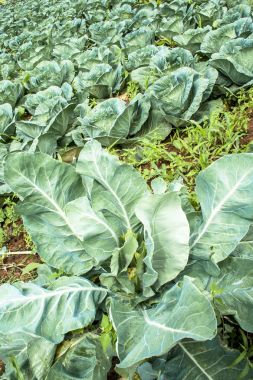 Lahana alan Brezilya