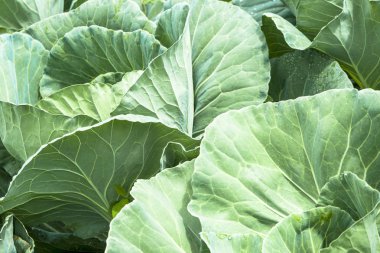 Lahana alan Brezilya