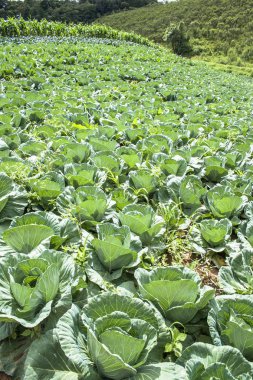 Lahana alan Brezilya