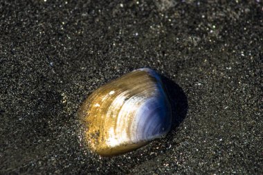 arka plan olarak kum ile deniz kabuğu
