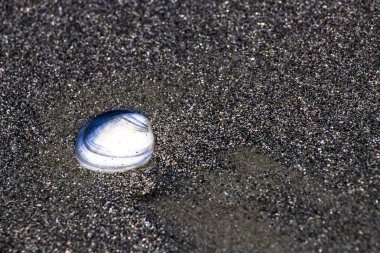 arka plan olarak kum ile deniz kabuğu
