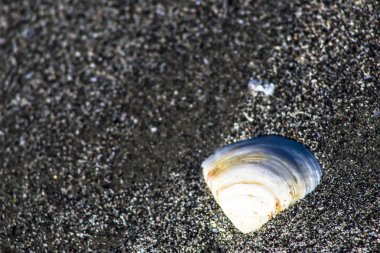 arka plan olarak kum ile deniz kabuğu
