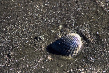 arka plan olarak kum ile deniz kabuğu