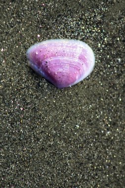 arka plan olarak kum ile deniz kabuğu