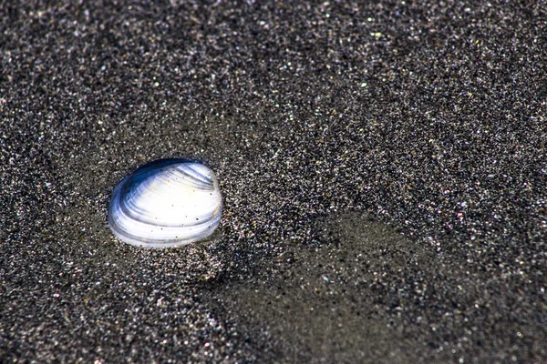 arka plan olarak kum ile deniz kabuğu