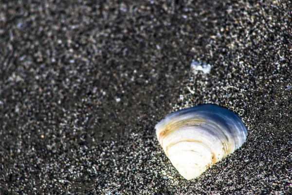 arka plan olarak kum ile deniz kabuğu