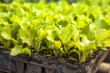 Satır Brezilya'da genç yeşil marul