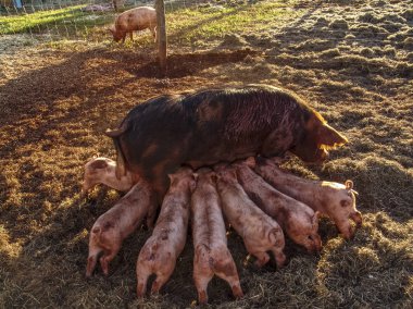Saman ve domuz yavruları bir gün batımı emzirmeyi yalan doğurgan dişi domuz