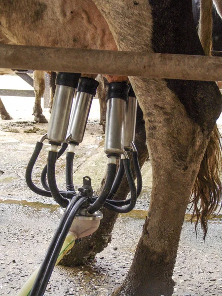 Système Traite Automatique Industrie Vache Ferme — Photo