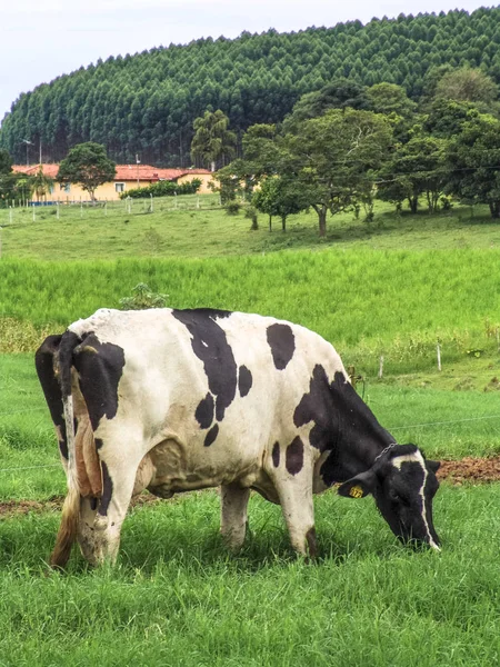 Vacas Lecheras Hermosa Escena Granja Pastos Hierba Verde —  Fotos de Stock