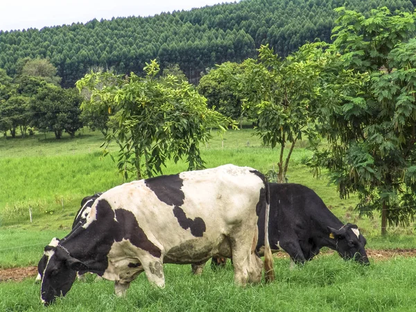 奶牛在美丽的绿草牧场场现场 — 图库照片