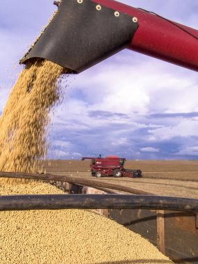 Meto Grosso, Brezilya, 01 Mart 2008. soya fasulyesi bir kamyonda hasat hasat döker