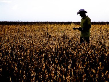 Mato Grosso, Brezilya, 01 Mart 2008. Soya fiel Brezilya çiftçi silüeti