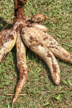 Cassava on the grass clipart