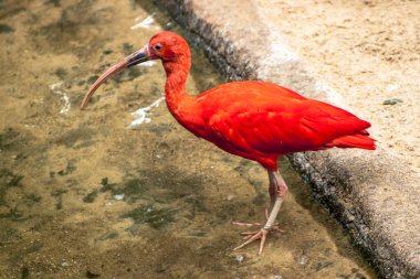Kızıl aynak, Eudocimus ruber, Threskiornithidae familyasından bir kuş, kabuklu deniz ürünlerinin kırmızımsı renklerine hayran kalmıştır.