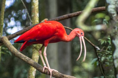 Kızıl aynak, Eudocimus ruber, Threskiornithidae familyasından bir kuş, kabuklu deniz ürünlerinin kırmızımsı renklerine hayran kalmıştır.