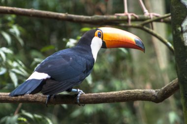 Tucano-Toco (Ramphastos toco) in Foz do Iguassu, Brezilya