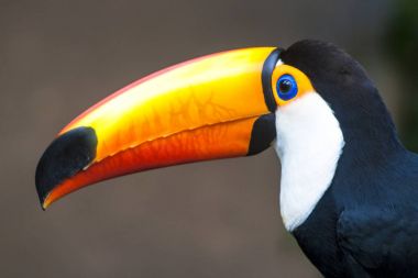 Tucano-Toco (Ramphastos toco) in Foz do Iguassu, Brezilya
