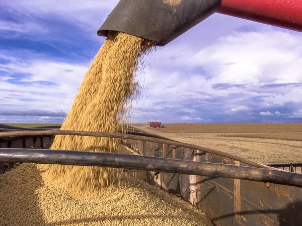 Meto Grosso Brazil March 2008 Harvester Dumps Soybeans Harvested Truck — стоковое фото