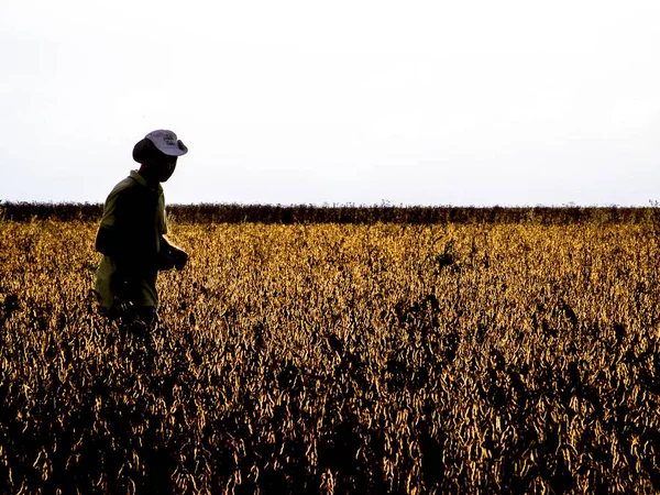 Mato Grosso Brazil March 2008 Silhouette Farmer Soy Fiel Brazil — Stock Photo, Image