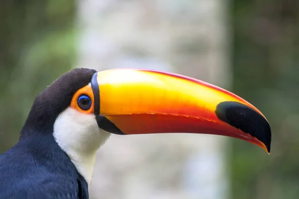 Tucano Toco Ramphastos Toco Στο Foz Iguassu Βραζιλία — Φωτογραφία Αρχείου