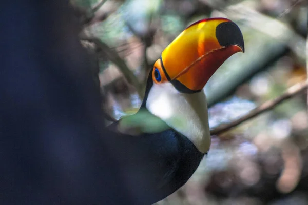 Tucano Toco Ramphastos Toco Στο Foz Iguassu Βραζιλία — Φωτογραφία Αρχείου