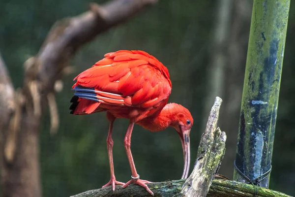 Scarlet Ibis Eudocimus Ruber Bird Threskiornithidae Family Admired Reddish Coloration — Stock Photo, Image