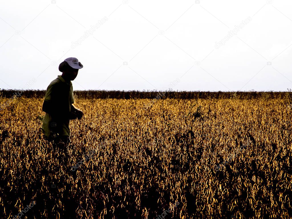 Mato Grosso, Brazil, March 01, 2008. Silhouette of farmer on soy fiel in Brazil