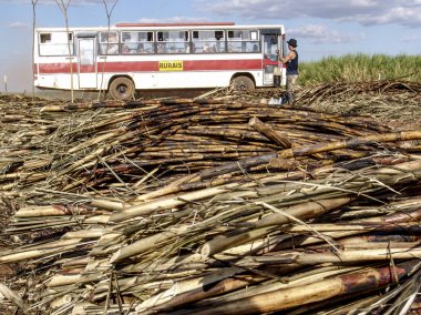 Piracicaba, Sao Paulo, Brezilya, 05 Eylül 2007: İşçilerin manuel şeker kamışı, Sao Paulo devlet toplayabilir sonra onları geri şehre götürmek için otobüs atılmak