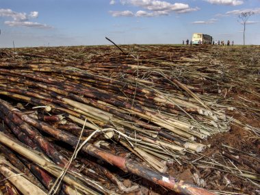 Piracicaba, Sao Paulo, Brezilya, 05 Eylül 2007: İşçilerin manuel şeker kamışı, Sao Paulo devlet toplayabilir sonra onları geri şehre götürmek için otobüs atılmak