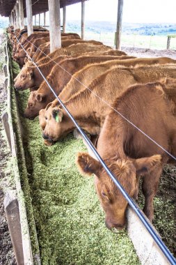 Kırmızı angus doğumdan sığır Brezilya